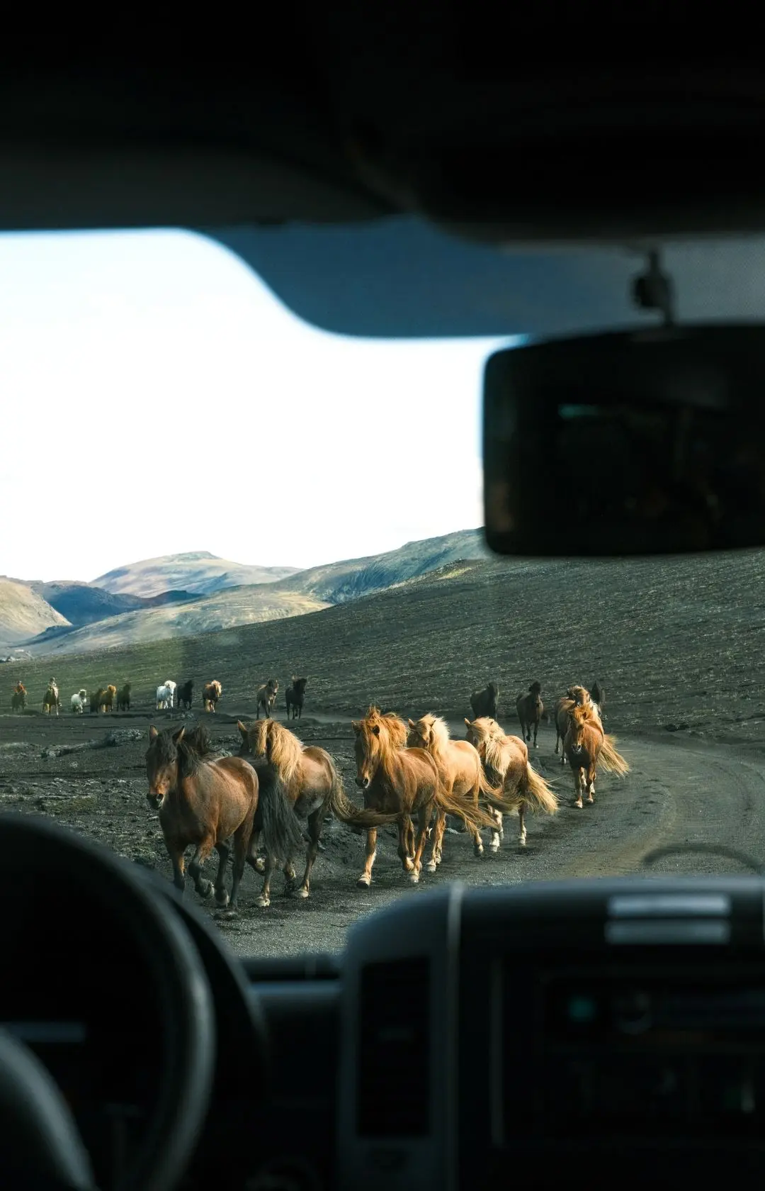 IJslandse paarden