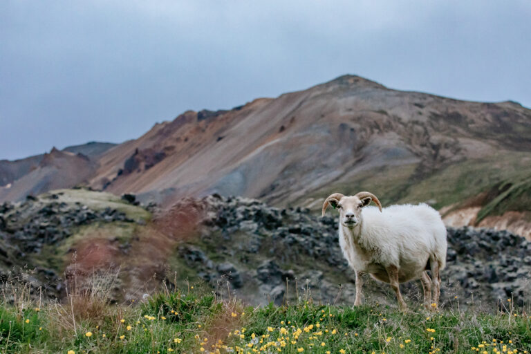 The Iceland Trail